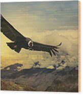 Andean Condor Wood Print