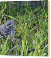 Angry Bird Fledgling Mockingbird In Grass Wood Print