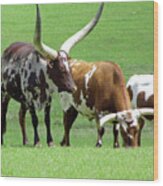 Ankole And Texas Longhorn Cattle Wood Print