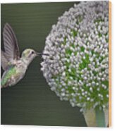 Anna's Hummingbird Wood Print