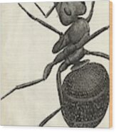 Ant In Hooke's Micrographia (1665) Wood Print