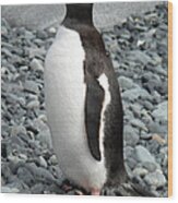Antarctica Half Moon Bay Gentoo Penguin Wood Print