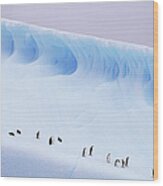 Antarctica, South Orkney Islands Wood Print