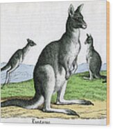 Antique Print Of Kangaroos Wood Print