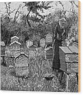 Apiary Of Wooden Hives, Lismore Wood Print