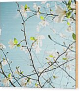 Apple Blossoms In Hordaland County Wood Print