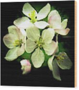 Apple Blossoms In The Spring Wood Print