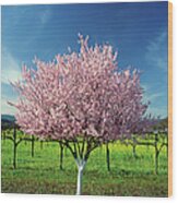 Apple Tree In A Field, Napa Valley Wood Print