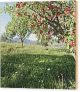 Apples On Branch Wood Print