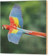 Ara Macao, Scarlet Macaw Wood Print