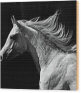 Arab Stallion Wood Print