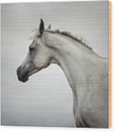 Arabian Horse Portrait Wood Print