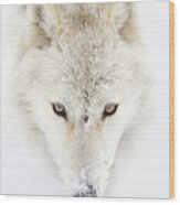 Arctic Wolf Closeup Wood Print