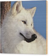 Arctic Wolf Portrait Wildlife Rescue Wood Print