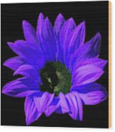 Artistic Purple Sunflower In The Sunlight Wood Print