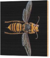 Asian Giant Hornet Wood Print