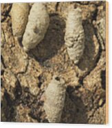 Asian Mud-daub Wasp Nest Cells Wood Print