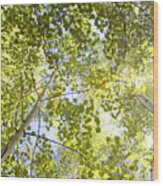Aspen Canopy With Sun Flare Wood Print