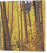 Aspen Trees In Autumn, Colorado, Usa Wood Print