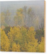 Aspen Trees In Fog Wood Print
