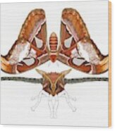 Atlas Moth Illustration Progress 4 Wood Print