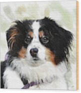 Australian Shepherd - Dwp3237735 Wood Print