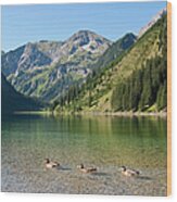 Austria, View Of Lake Vilsalpsee, Ducks Wood Print