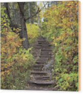 Autumn Ascension At Jay Cooke State Park Wood Print