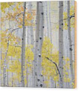 Autumn Aspens 2 Wood Print