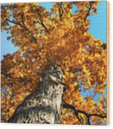 Autumn Oak Tree Wood Print