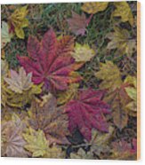 Autumn Under The Maple Tree Wood Print