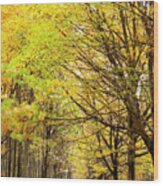 Avenue Of Autumn Trees With Golden Leaves Wood Print