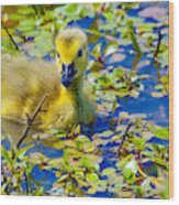 Baby Gosling Wood Print