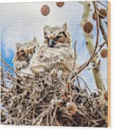 Baby Great Horned Owls Wood Print