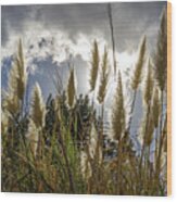 Backlit Pampas Grass Wood Print