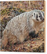 Badger 3453 By Tl Wilson Photography Wood Print