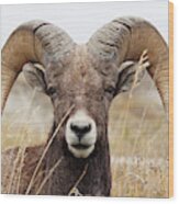 Badlands Ram Wood Print