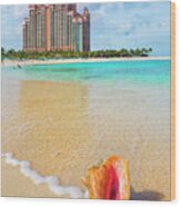 Bahamas, Paradise Island, Caribbean Sea, Atlantic Ocean, Caribbean, Queen Conch Shell On The Cove Beach Of The Atlantis Resort Wood Print