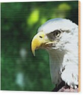 Bald Eagle Close-up Wood Print