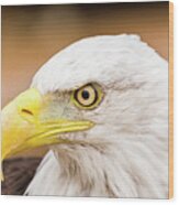 Bald Eagle Glances To One Side Wood Print