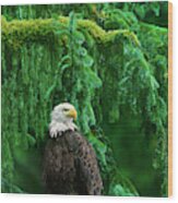 Bald Eagle In Southeast Alaska Wood Print