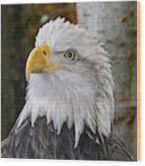 Bald Eagle Portrait Wood Print