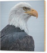 Bald Eagle Profile Wood Print
