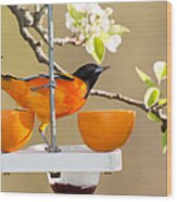 Baltimore Oriole At Feeder Wood Print