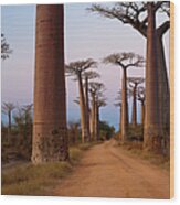 Baobab Trees, Madagascar Wood Print