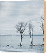 Bare Trees In Winter Landscape Wood Print