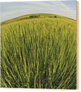 Barley Hordeum Vulgare Growing In Wood Print
