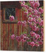 Barn And Blossoms Wood Print