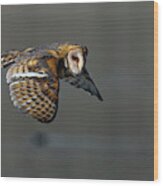 Barn Owl In Flight 2 Wood Print