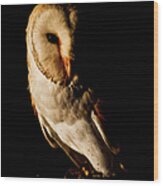 Barn Owl Wood Print